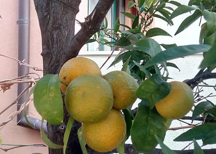 Pilic Apartman Šibenik